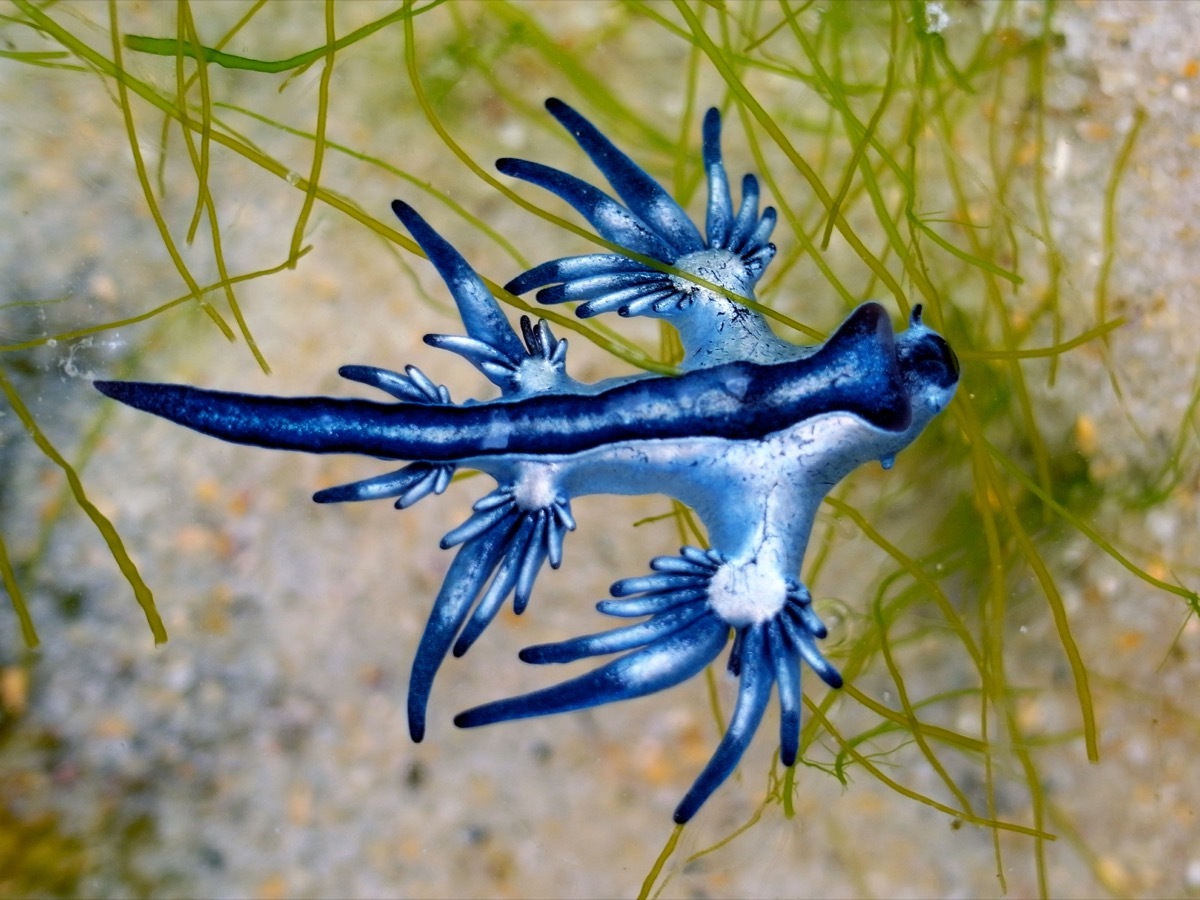 Blue dragon slug