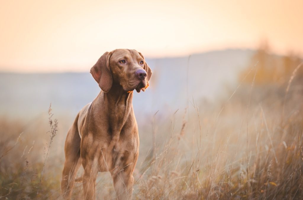 vizla dog in sunset, top dog breeds