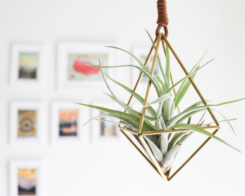 8. Add some zest with air plants