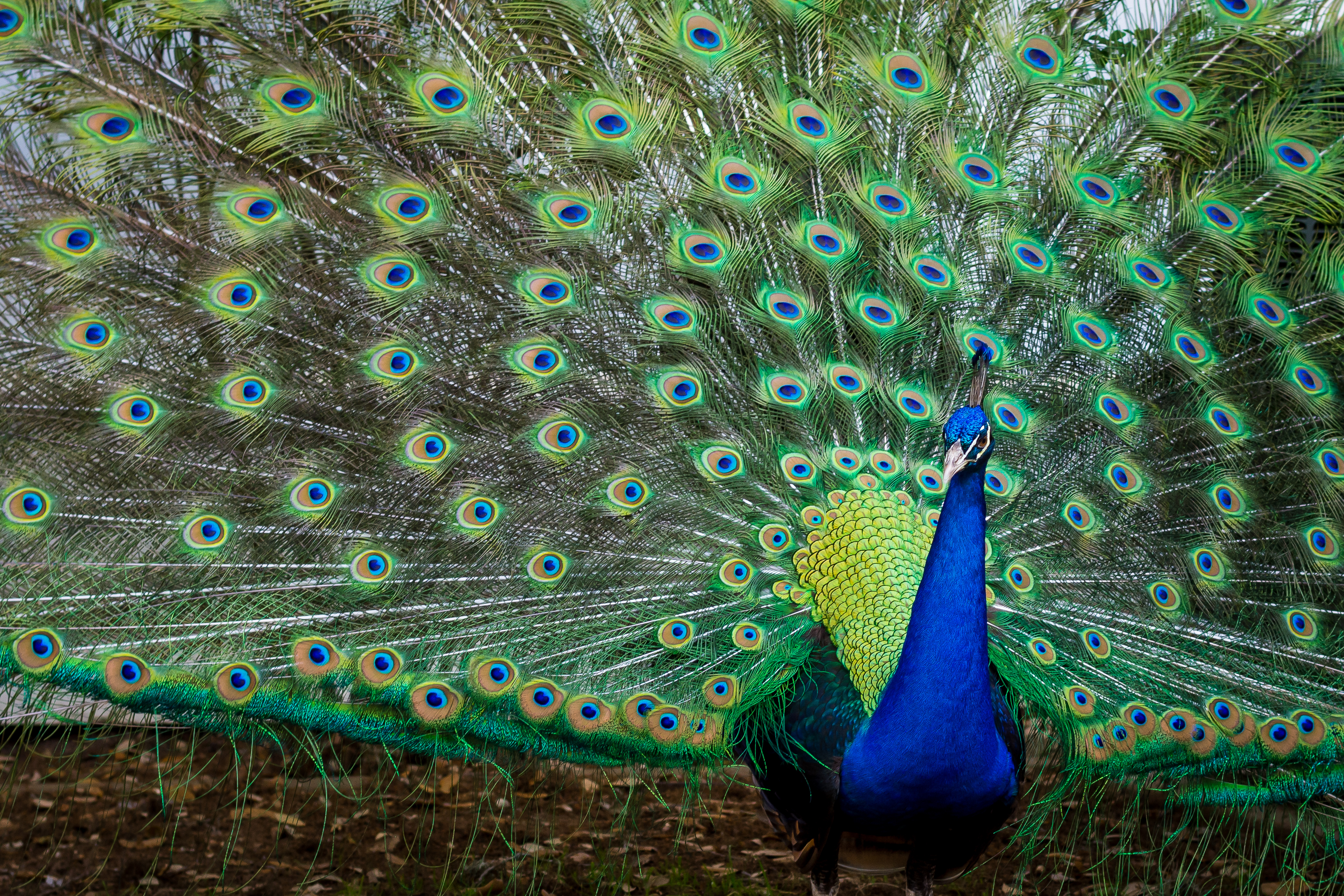 peacocks in mayfield park in austin, texas