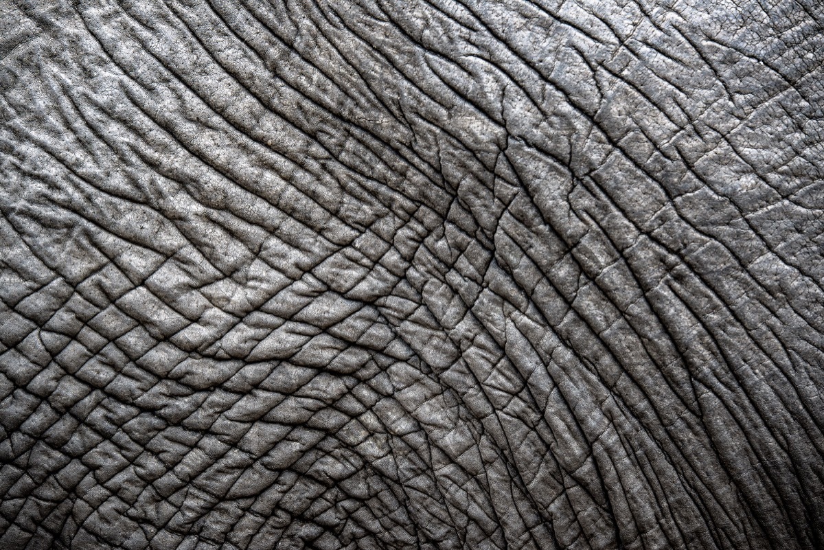 elephant skin close up