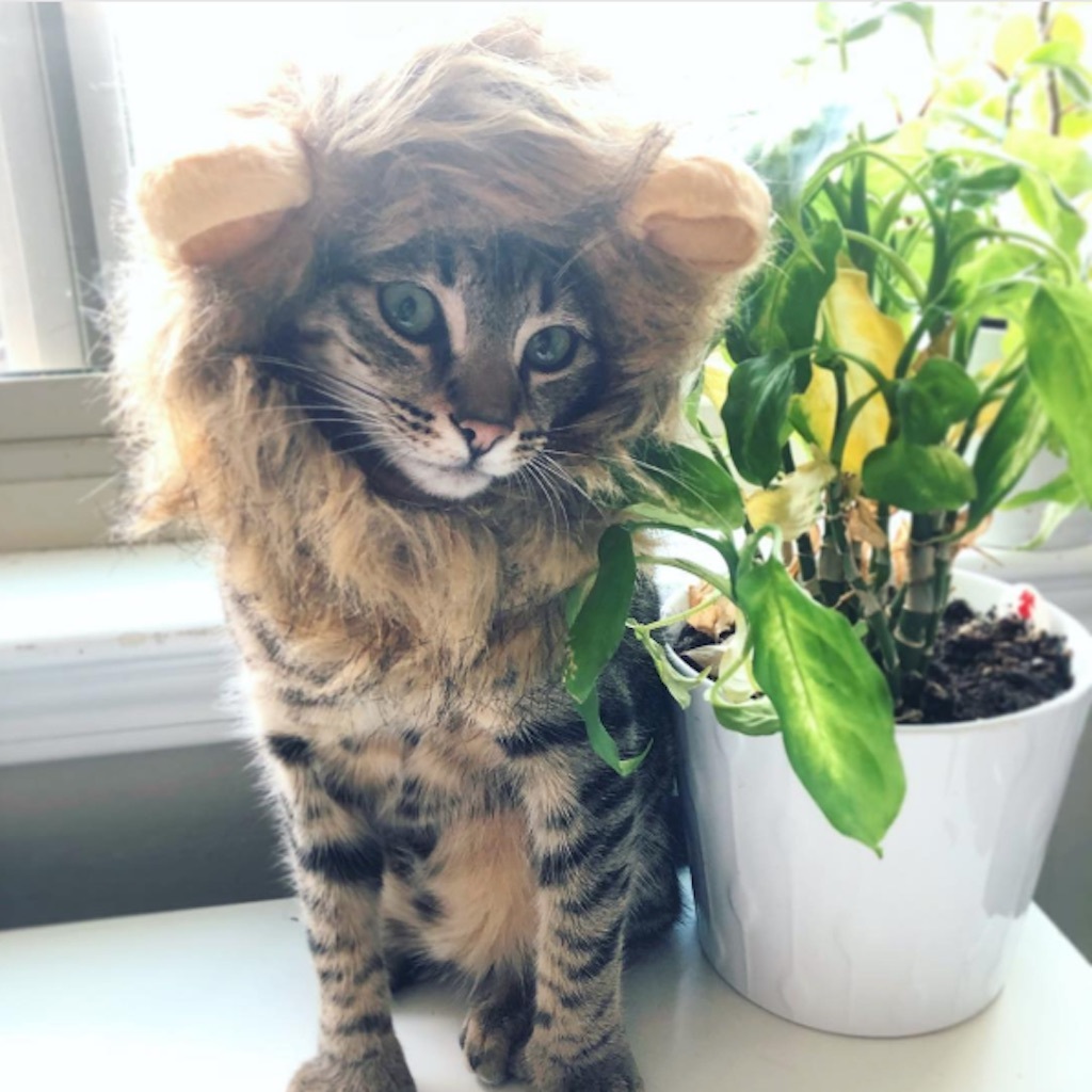 lion cat costume