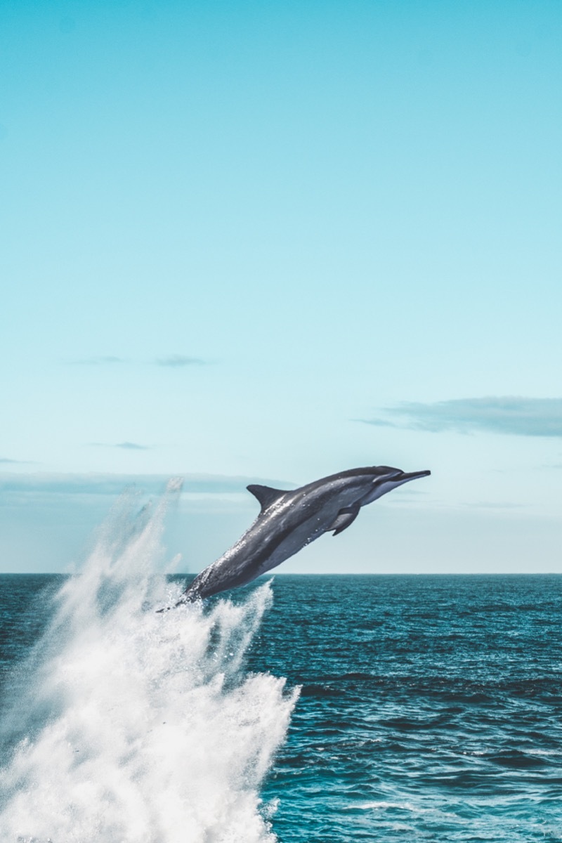 A Dolphin Jumping Out of the Water