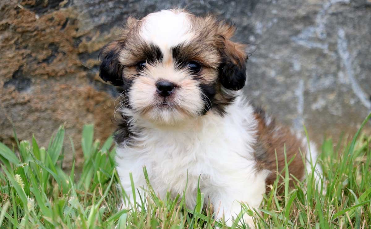 Shih Tzu | 9 of The Best Family Friendly Dog Breeds | Her Beauty