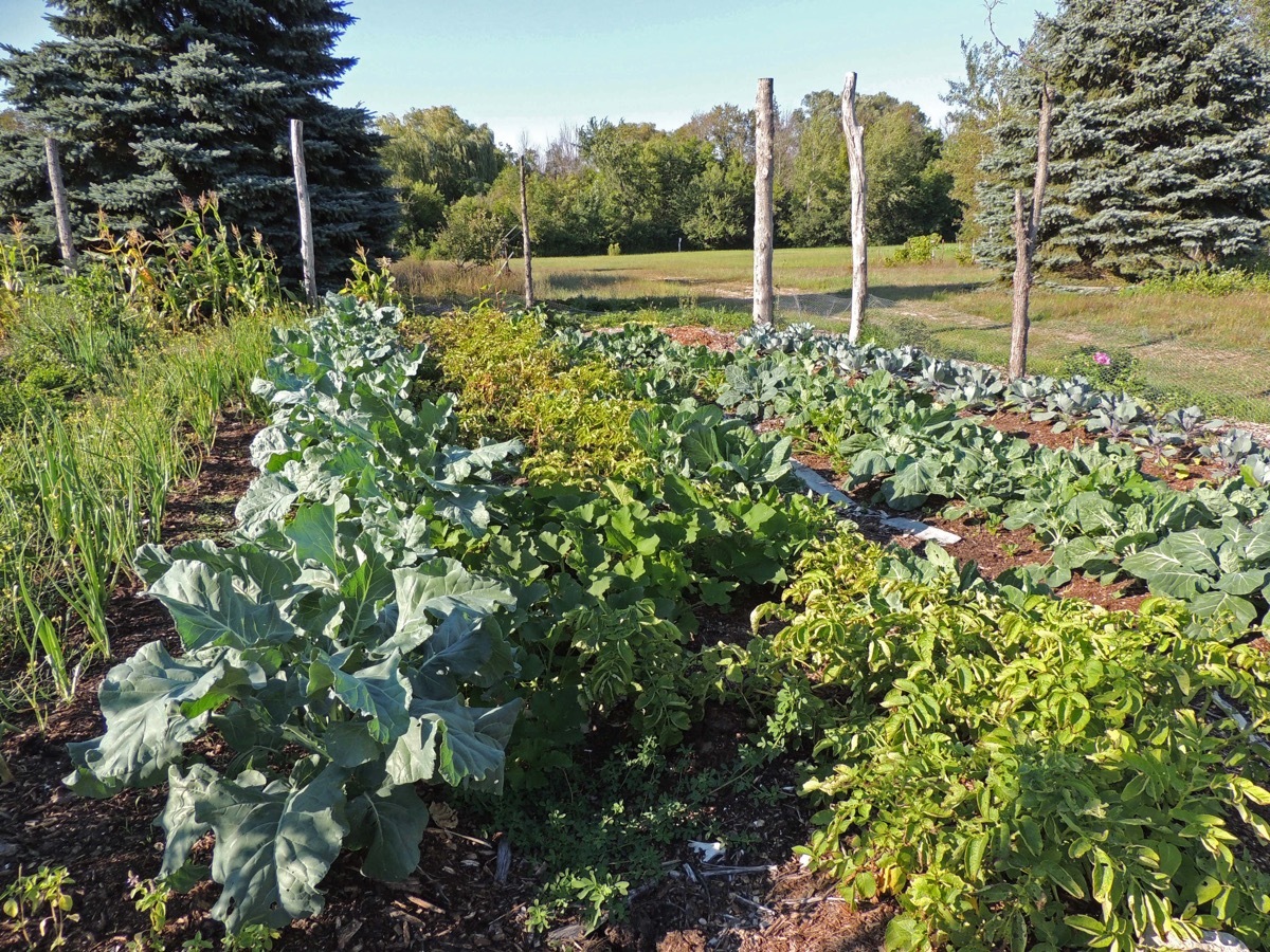 No till farming garden