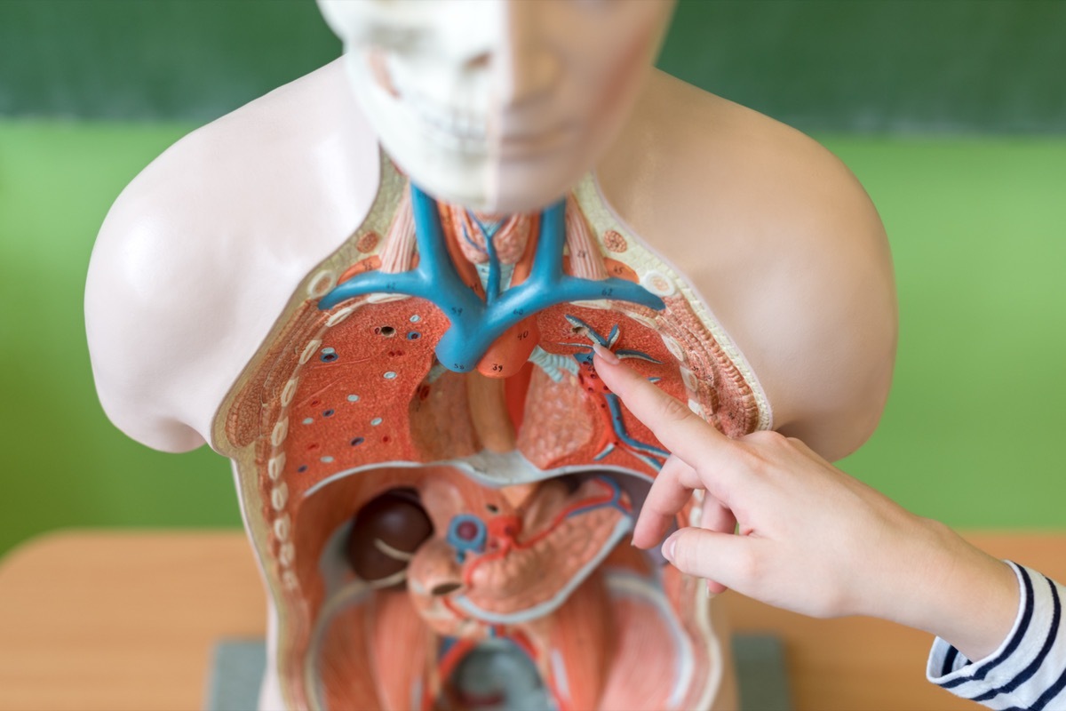 woman's hand pointing at anatomical torso model