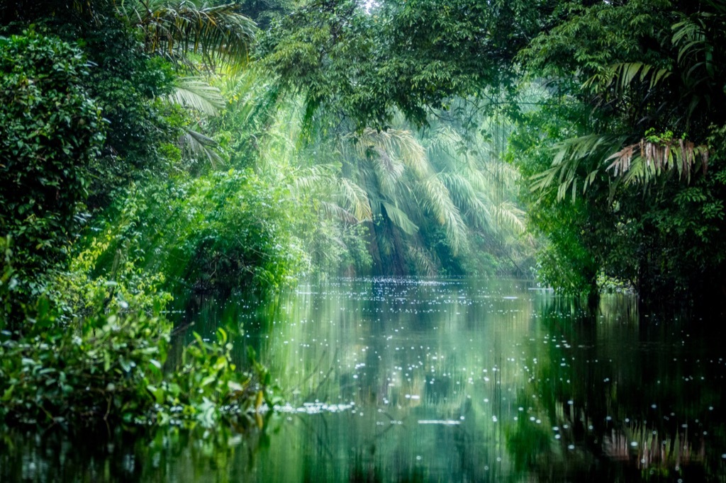 tortuguero national park rainforest