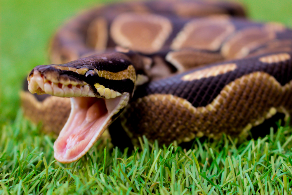 A snake sitting in the grass on someone's lawn or yard