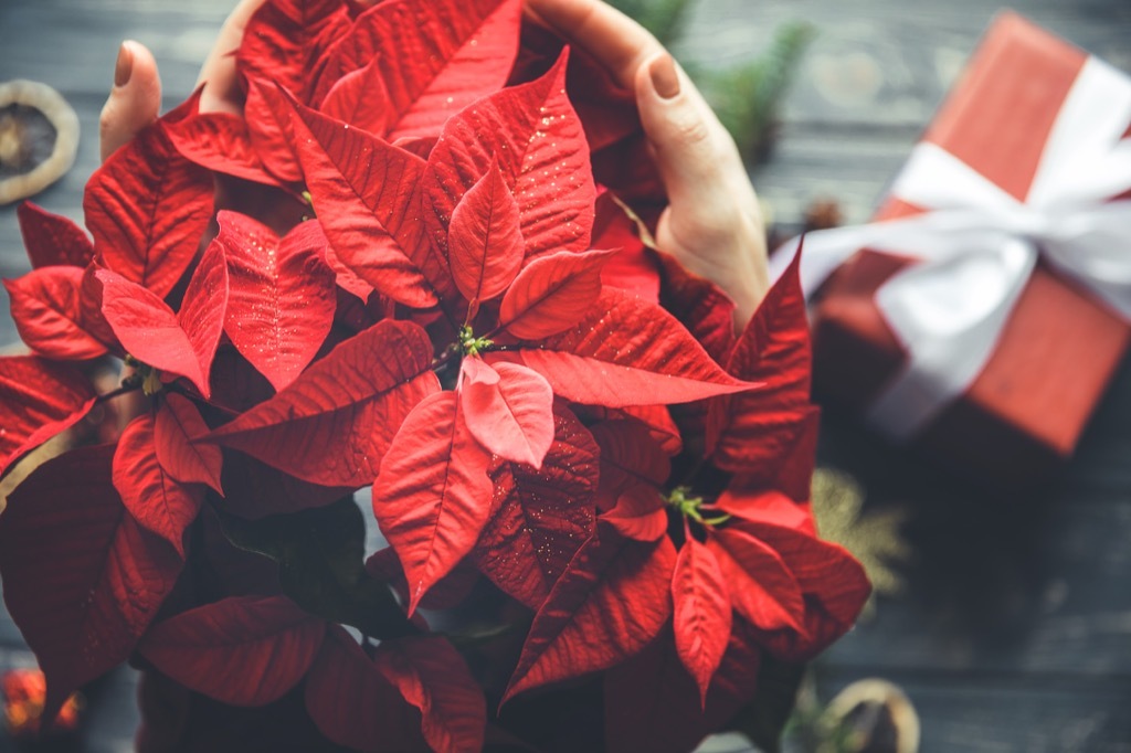 christmas decor poinsettia flower