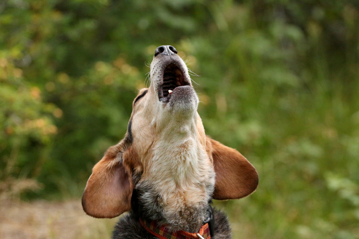 A beagle throwing its head back and howling or barking