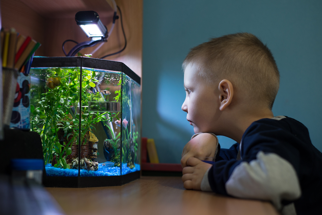 child looking at his fish tank