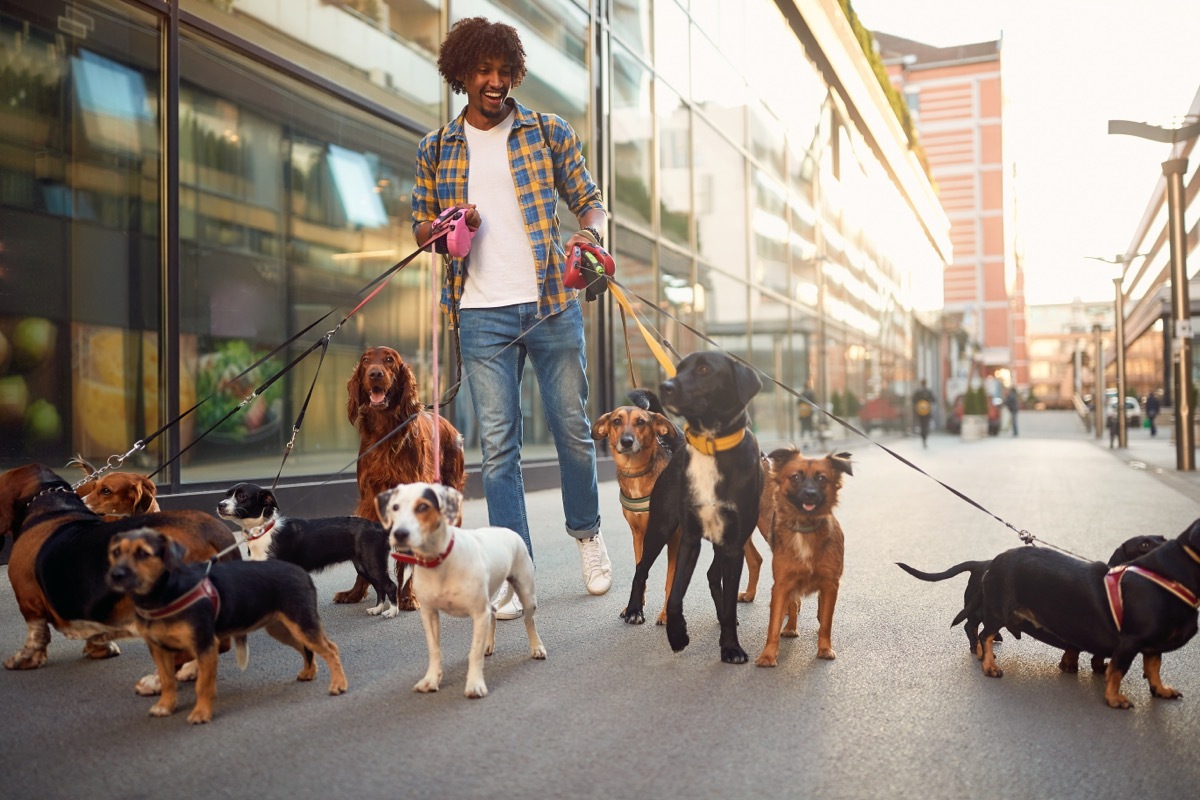 Dog Walker on Sidewalk