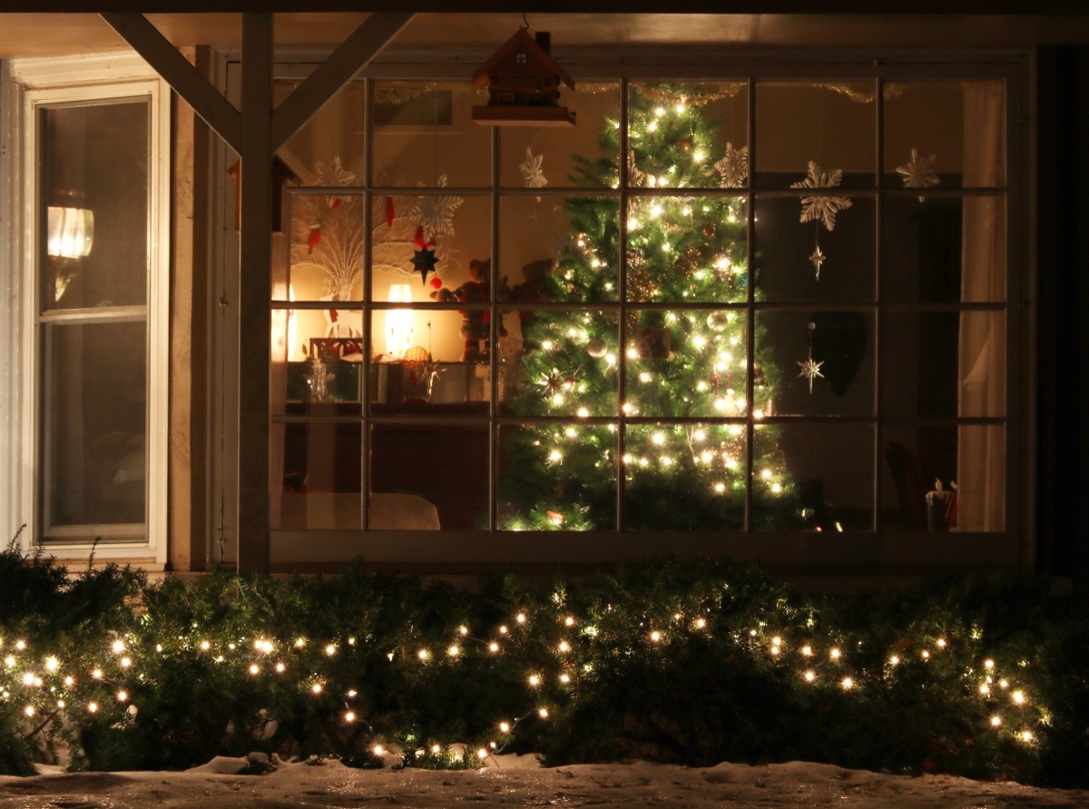 christmas tree in front of a window