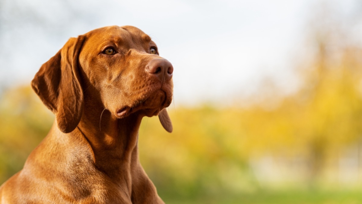 Vizsla Dog