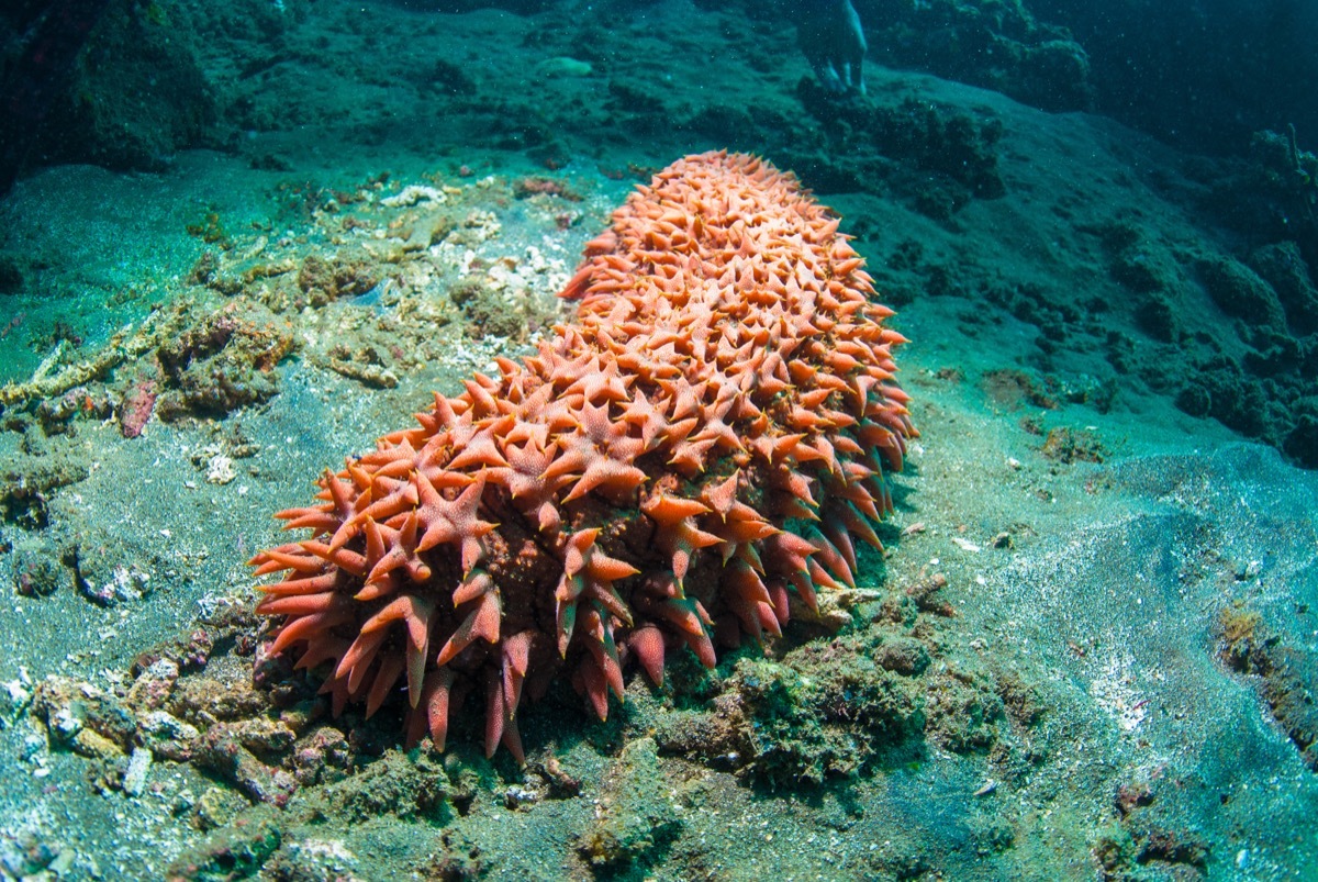 sea cucumber