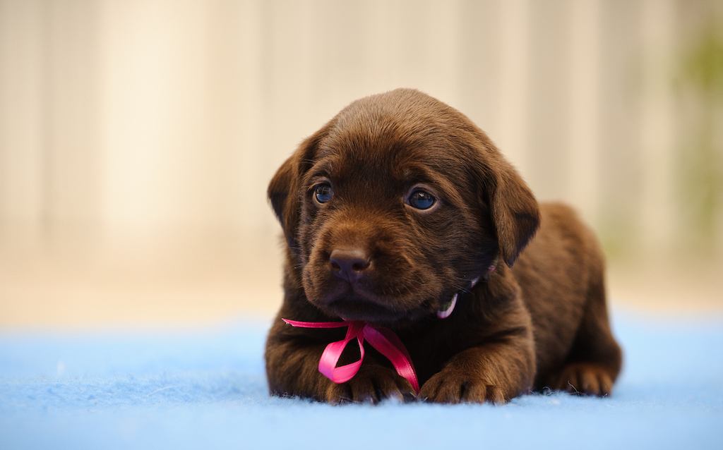 chocolate-lab