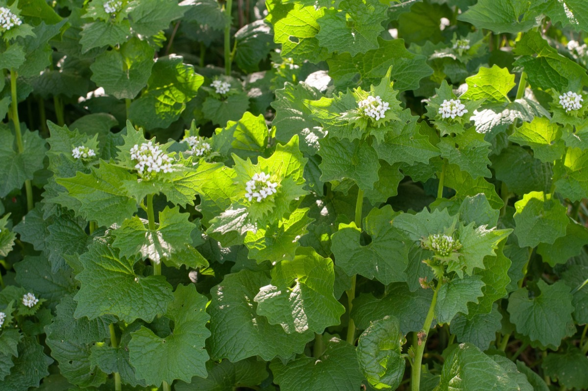 garlic mustard plant with flowers