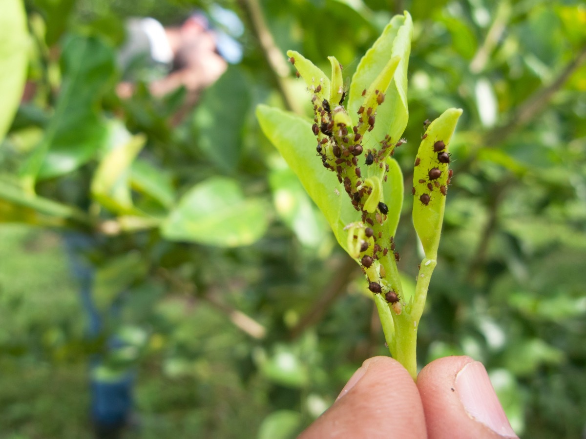 asian citrus psyllids dangerous bugs in america