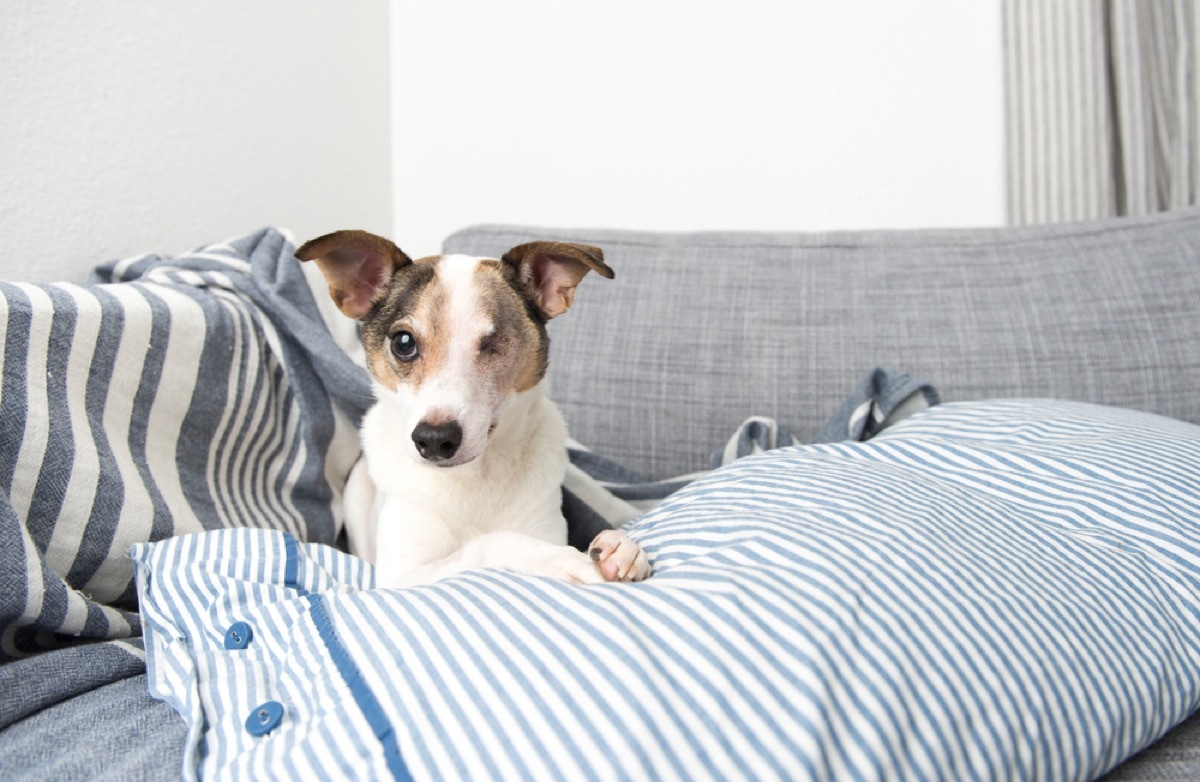 senior jack russell terrier with one eye sitting on sofa