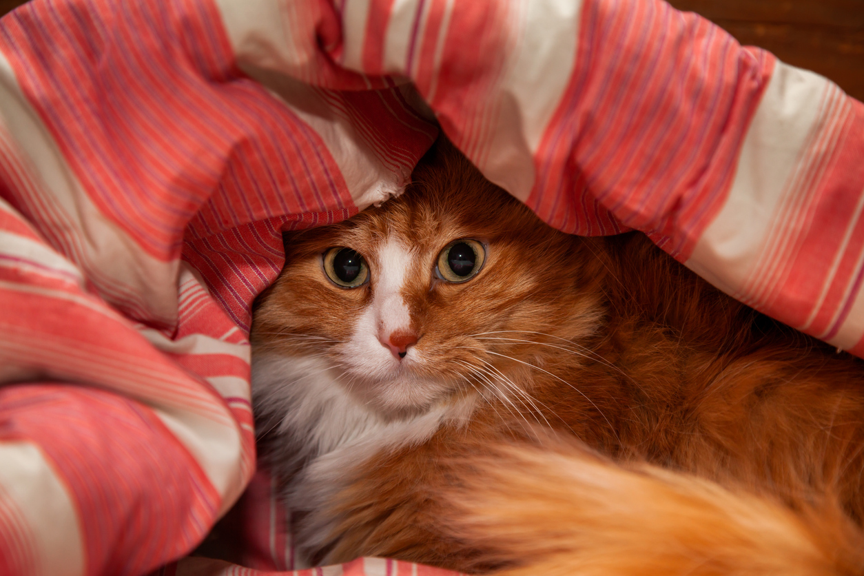 Ginger cat portrait