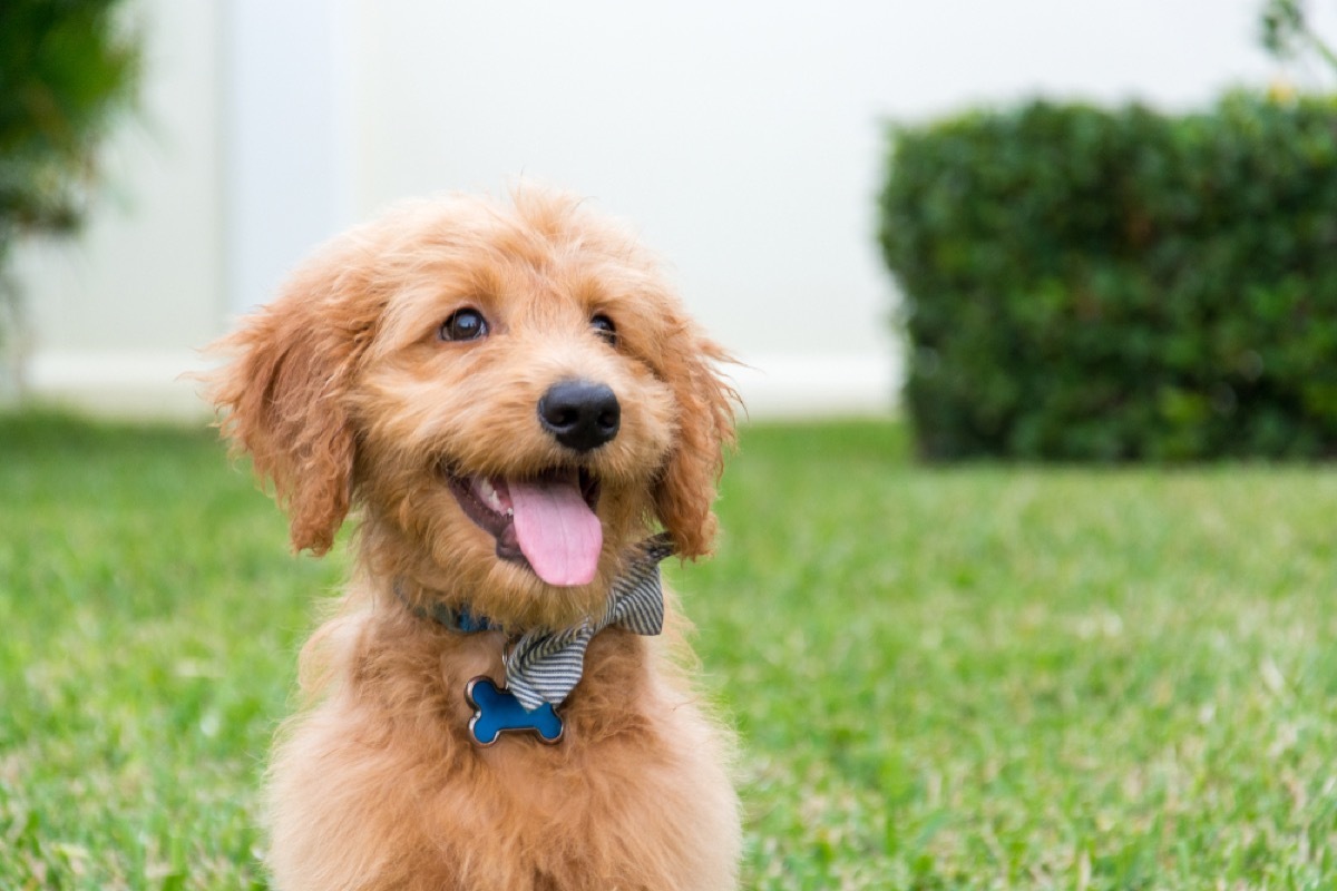 goldendoodle puppy on a front lawn