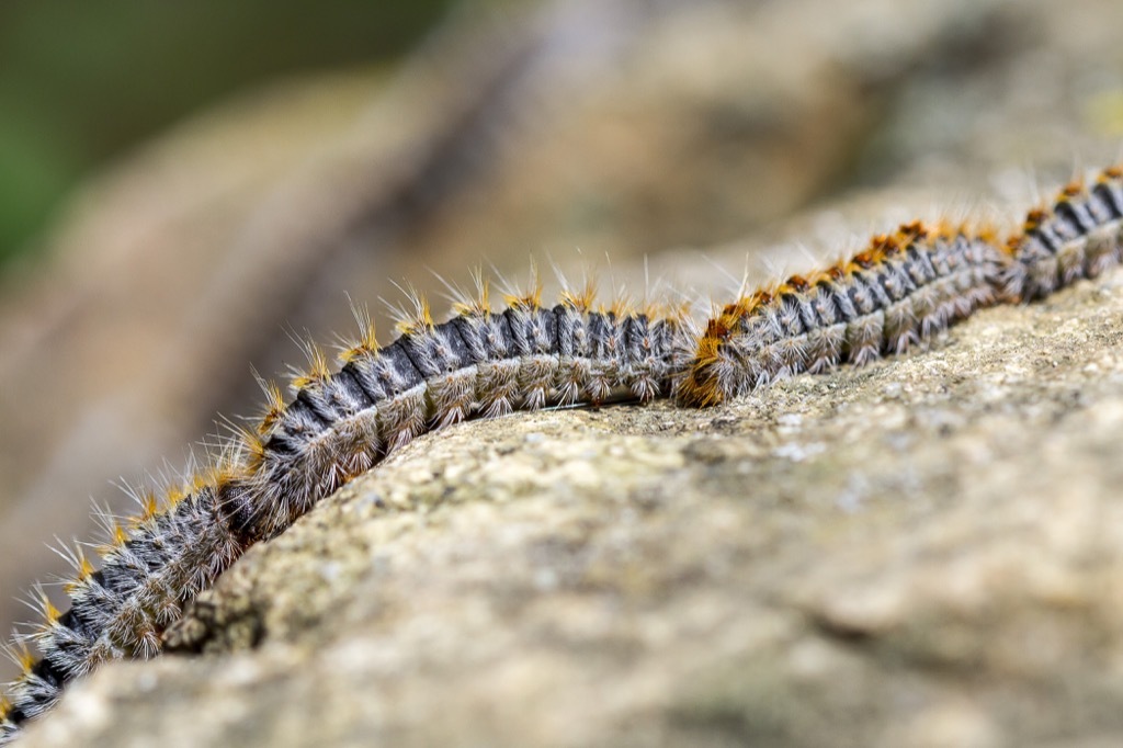 pine processionary caterpillar, weird allergies