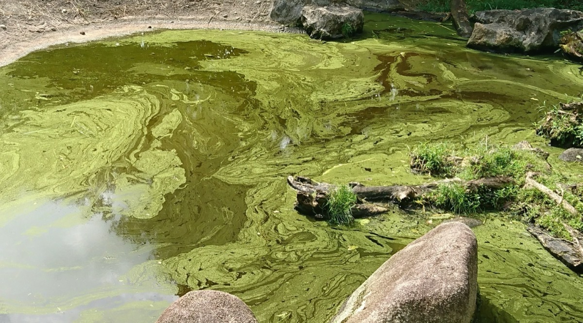 blue green algae in pond