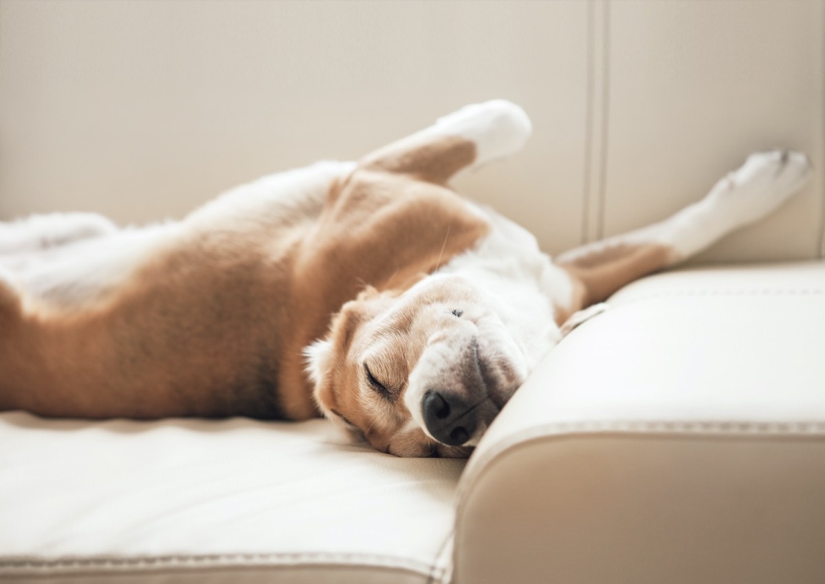 Dog sleeping on couch