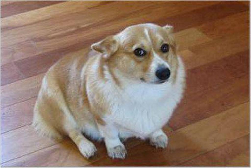 corgi disapproval 