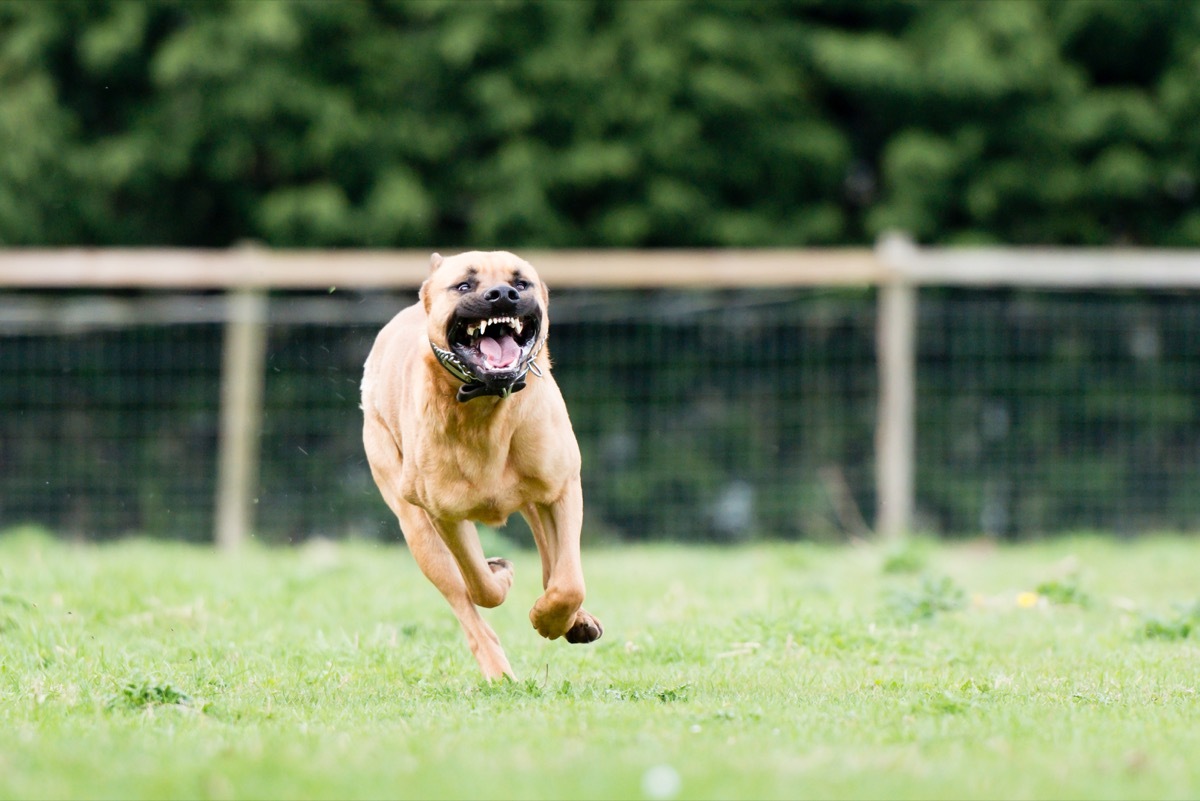 Large dangerous dog at large in the park