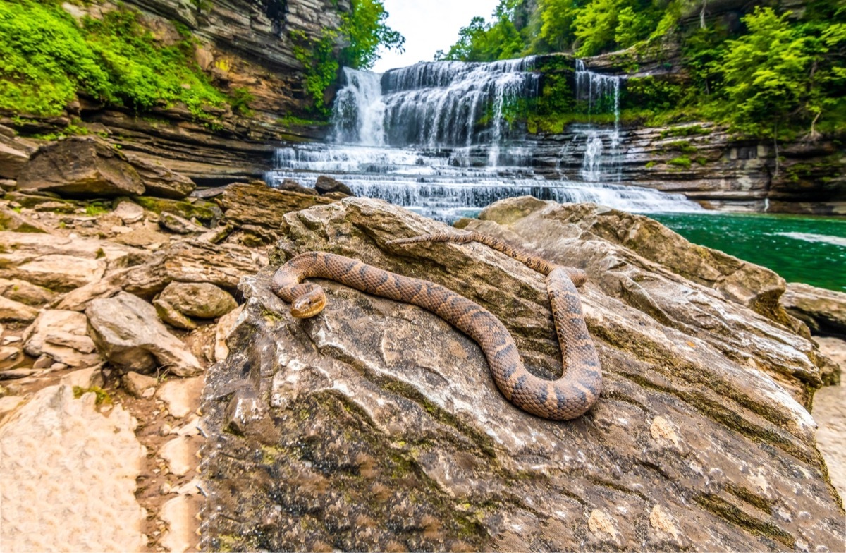 Rattlesnake Perched on a Rock