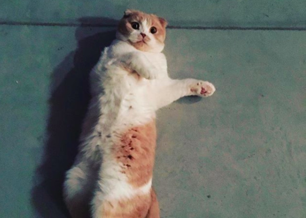 Ed Sheeran's cat