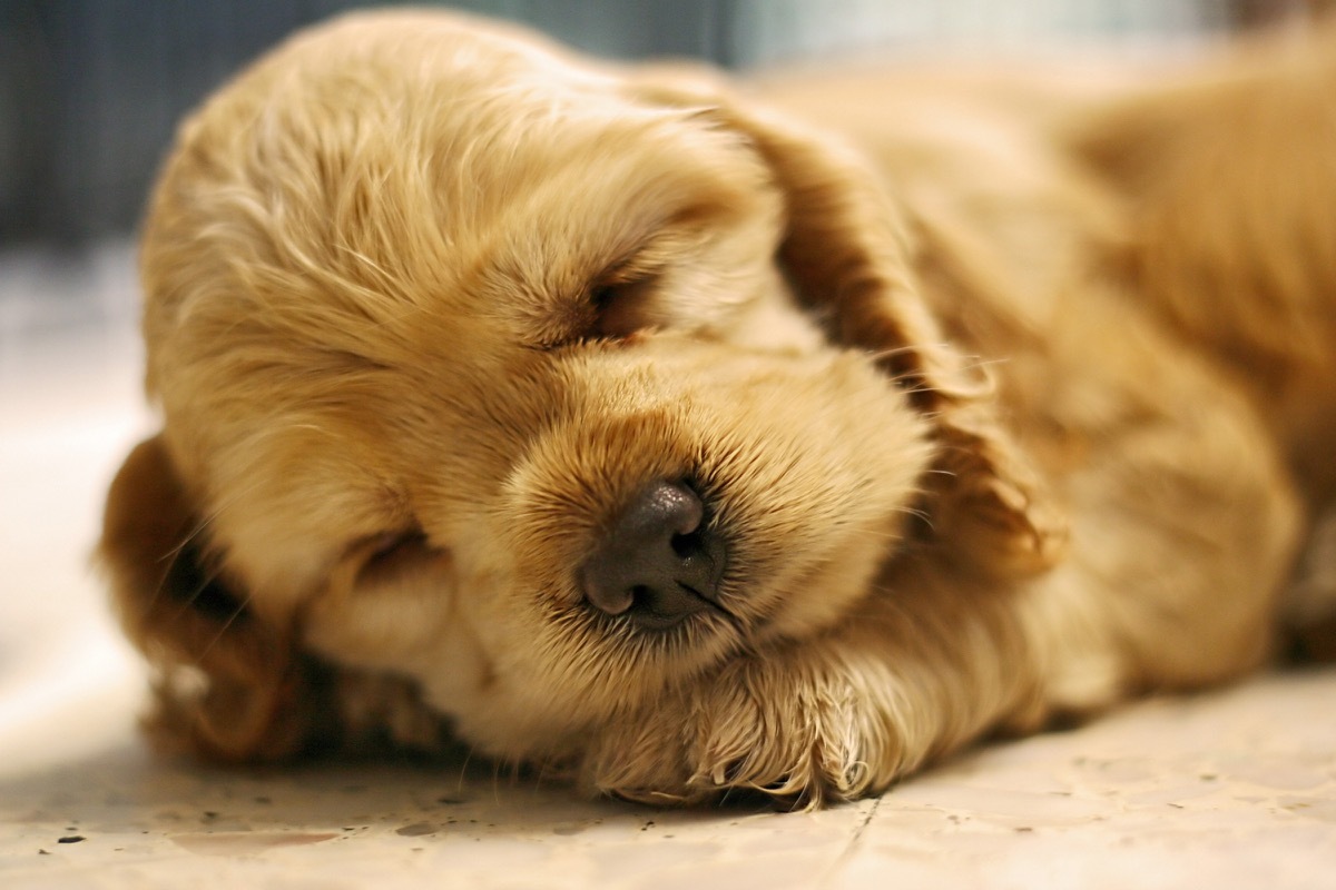 cavalier king charles spaniel puppy sleeping photos of snoozing dogs