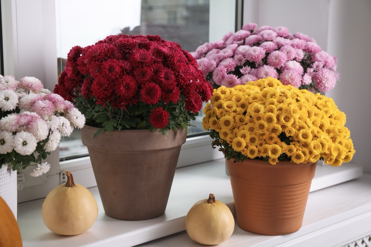 Chrysanthemums