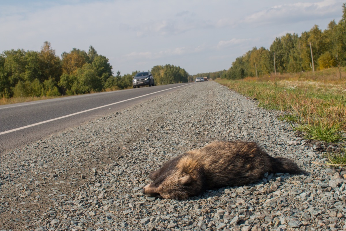 roadkill