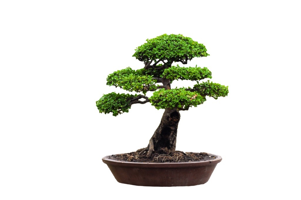 bonsai tree