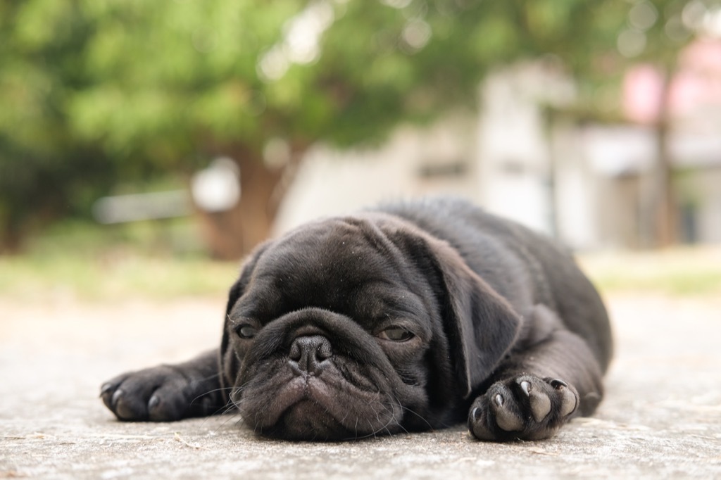 baby pug is sick from a heat strokes, signs your dog is sick