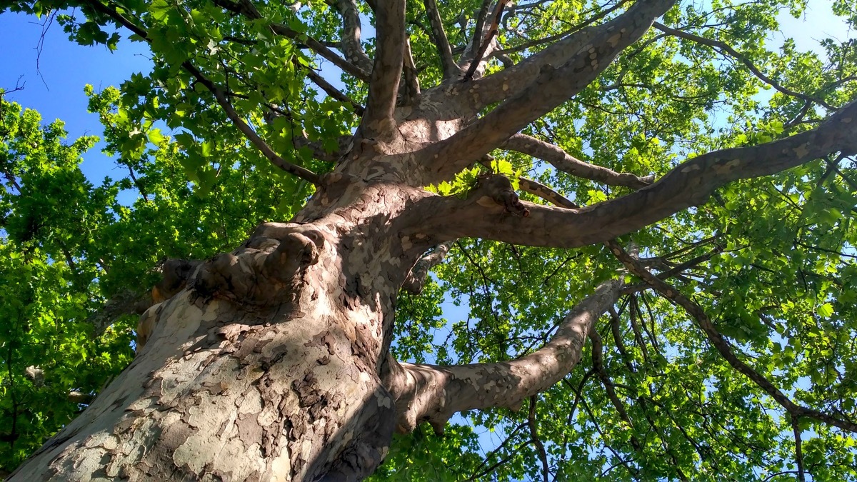 sycamore tree in the air, most common street names