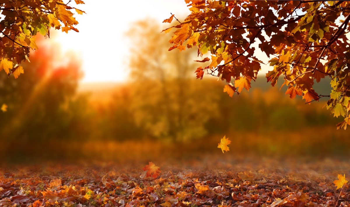 Beautiful autumn landscape with yellow trees and sun. Colorful foliage in the park. Falling leaves natural background - Image