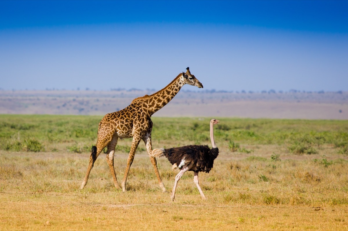 Giraffe and ostrich walking