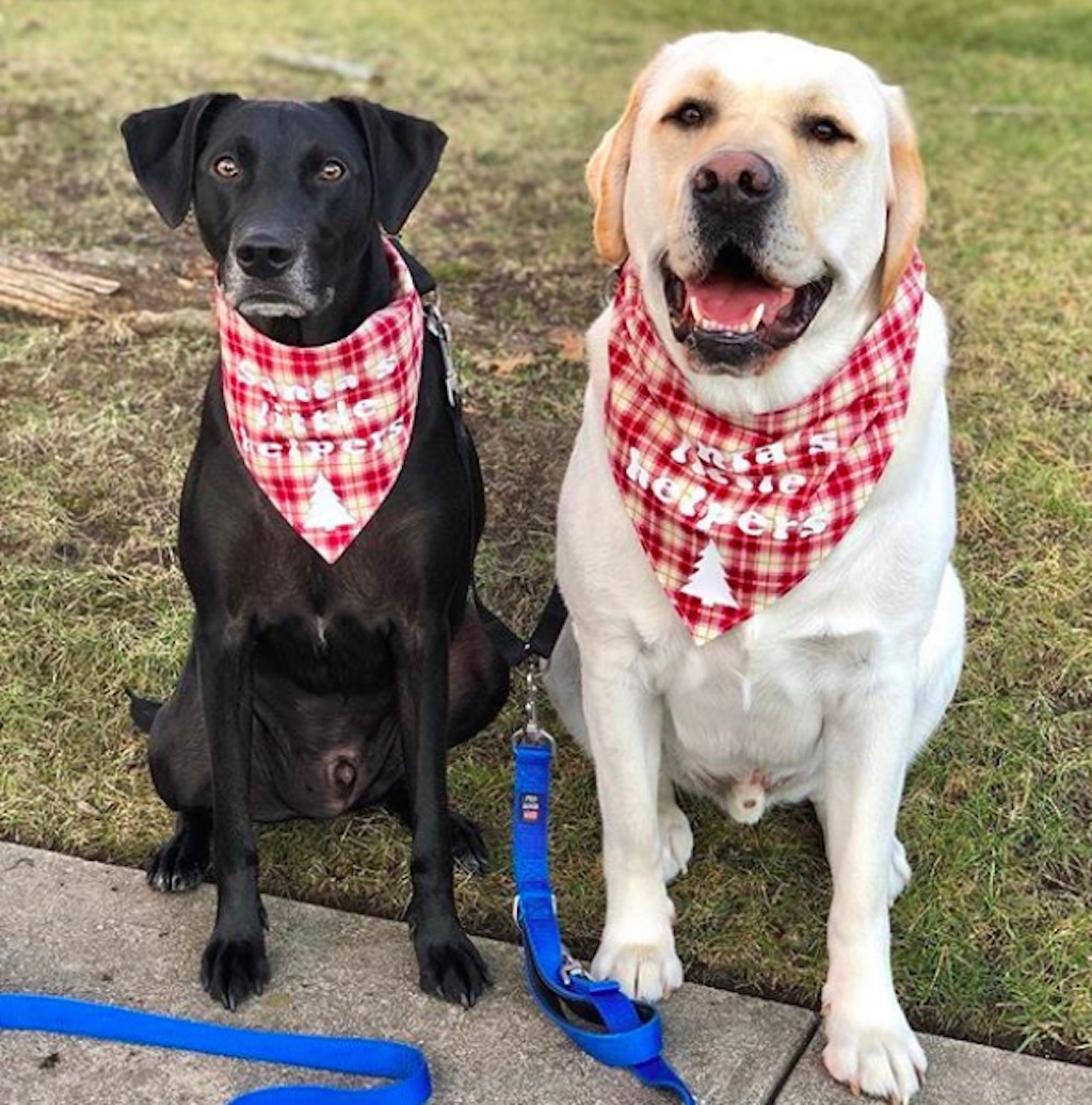 dogs excited for the holidays