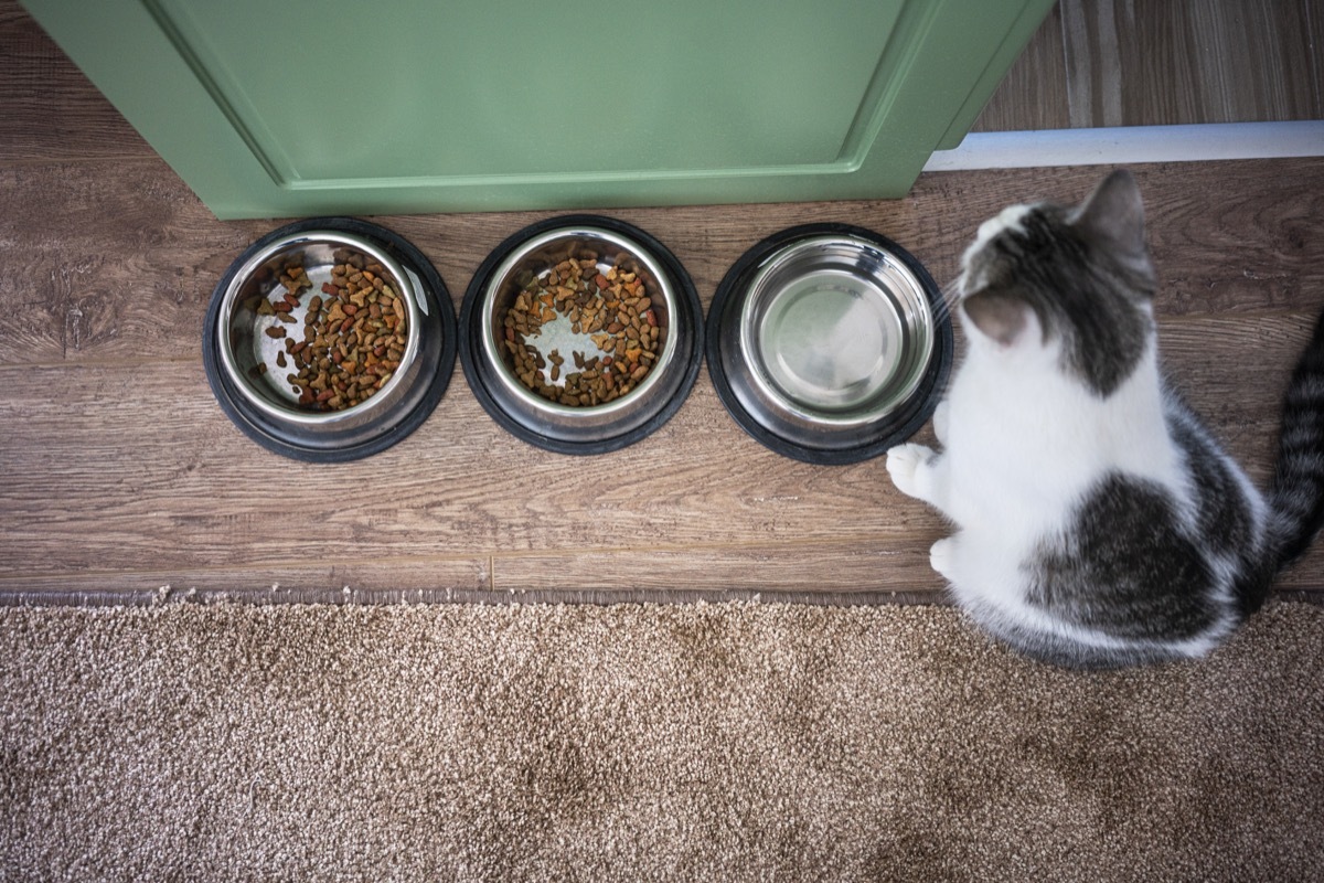 Domestic cat sitting next to food bowl at home