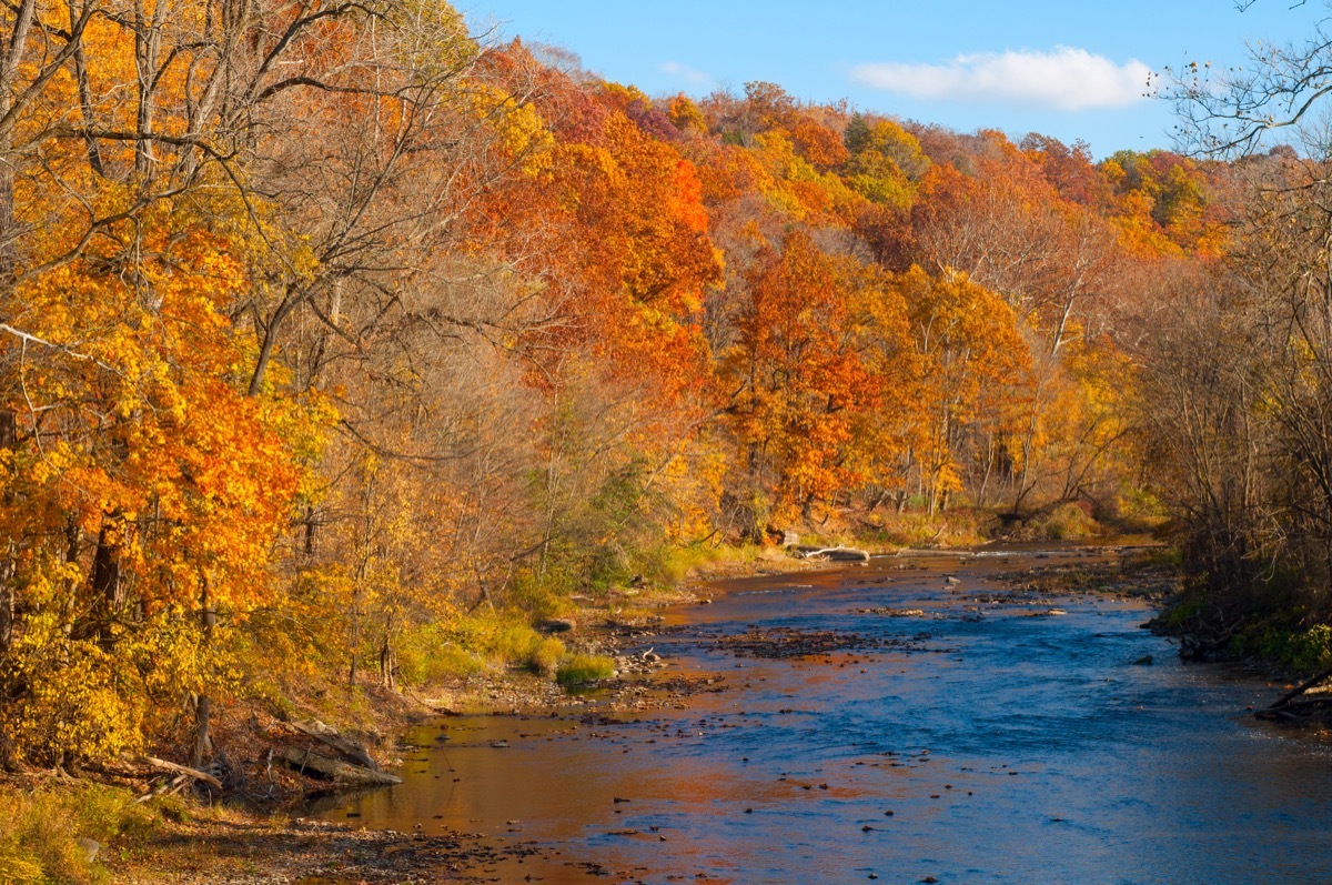 The Chagrin River in Gates Mills, Ohio, flowing through brilliant autumn color - Image