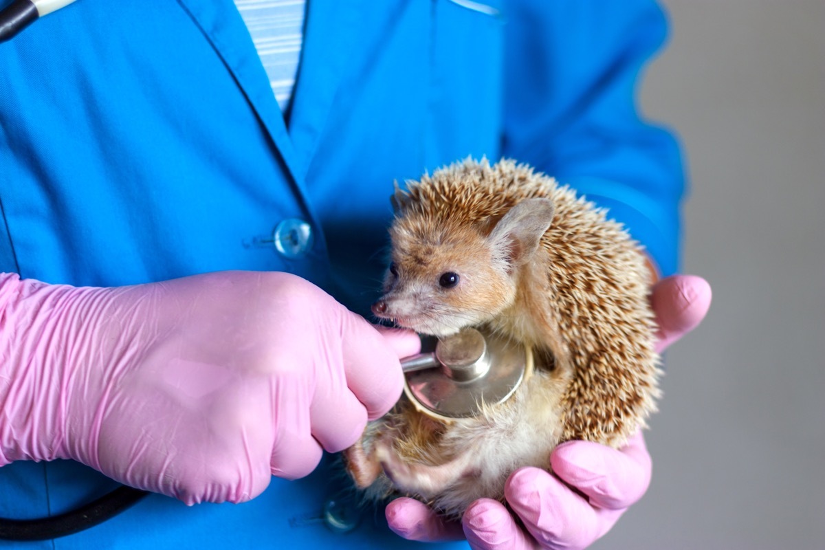 sick hedgehog at vet