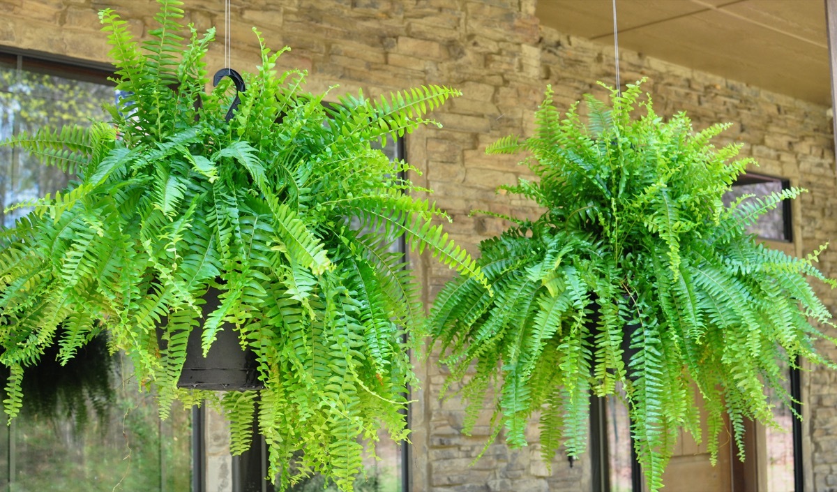 Big Hanging Ferns