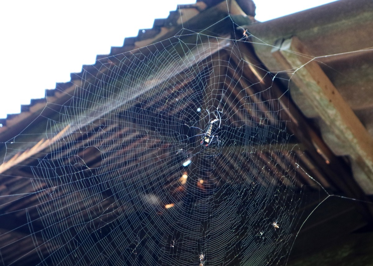 Spider Web on the Side of a House {Spider Facts}