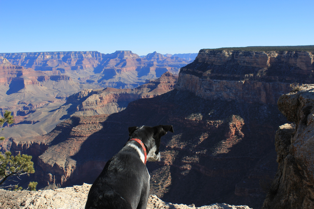 A dog sitting on the edge of the Grand Canyon