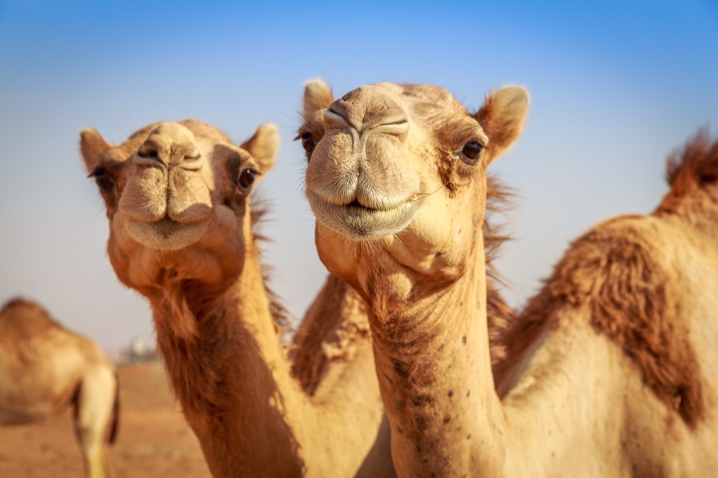 camels in the desert