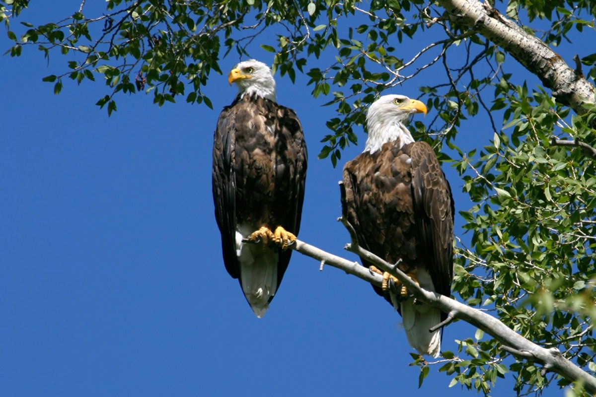 Bald eagles who mate for life