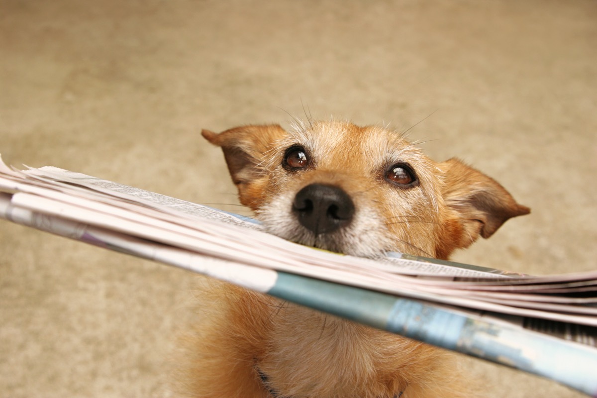 terrier carrying newspaper